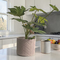 Gridform Grow Pot