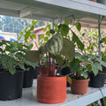 Waystone Grow Pot