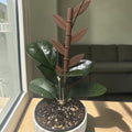 Bamboo Plant Support