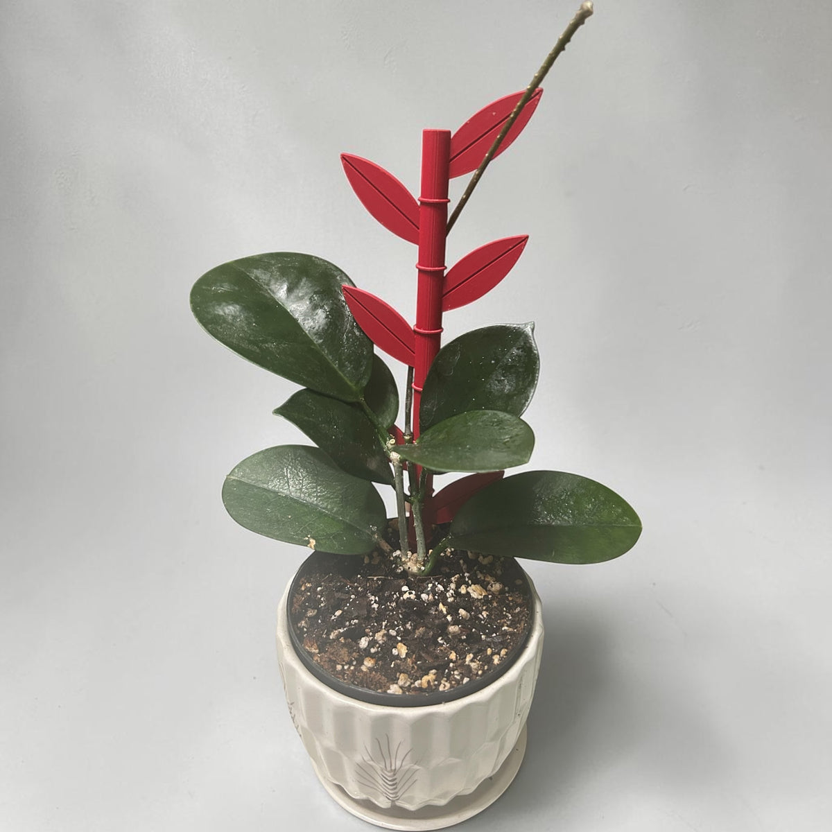 Bamboo Plant Support