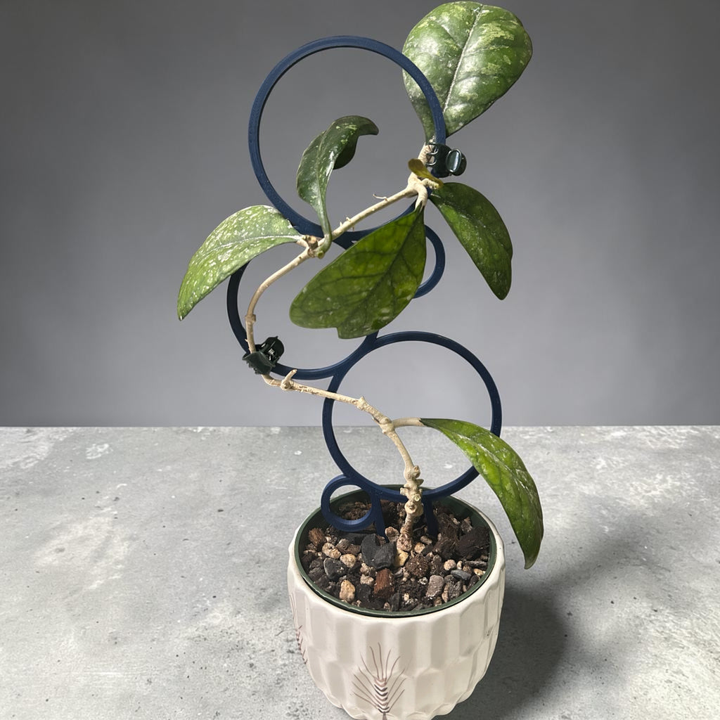 Bubbles Plant Trellis