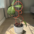 Bubbles Plant Trellis