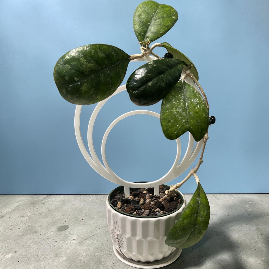 Three Rings Plant Trellis