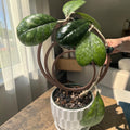 Three Rings Plant Trellis
