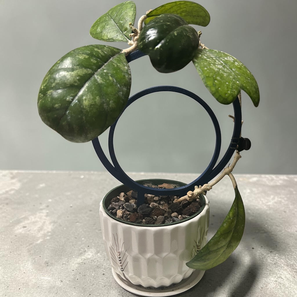 Two Rings Plant Trellis
