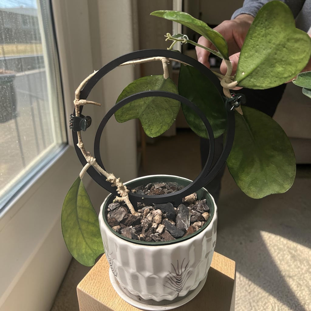 Two Rings Plant Trellis