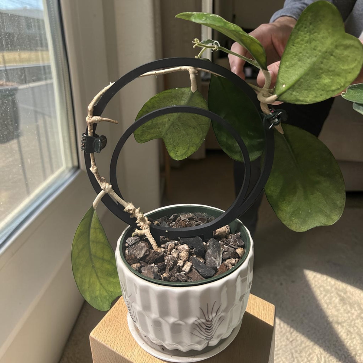 Two Rings Plant Trellis