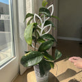 Leafy Vine Plant Trellis