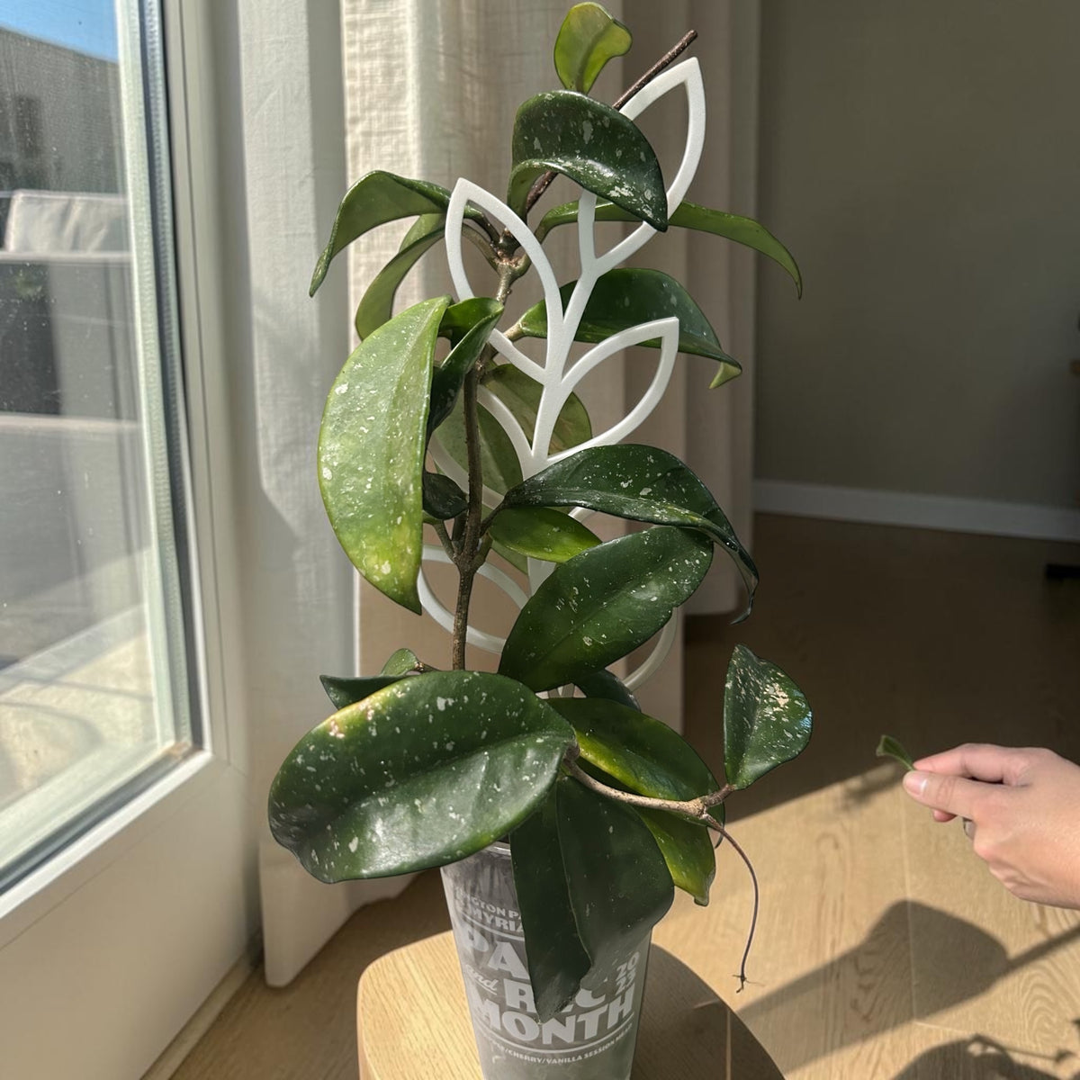 Leafy Vine Plant Trellis