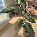 Monstera Leaf Plant Trellis