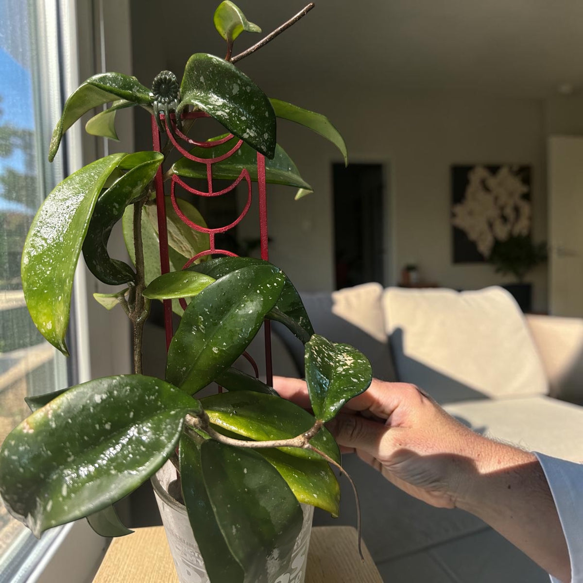 Moon Phase Plant Trellis