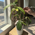 Squiggle Plant Trellis