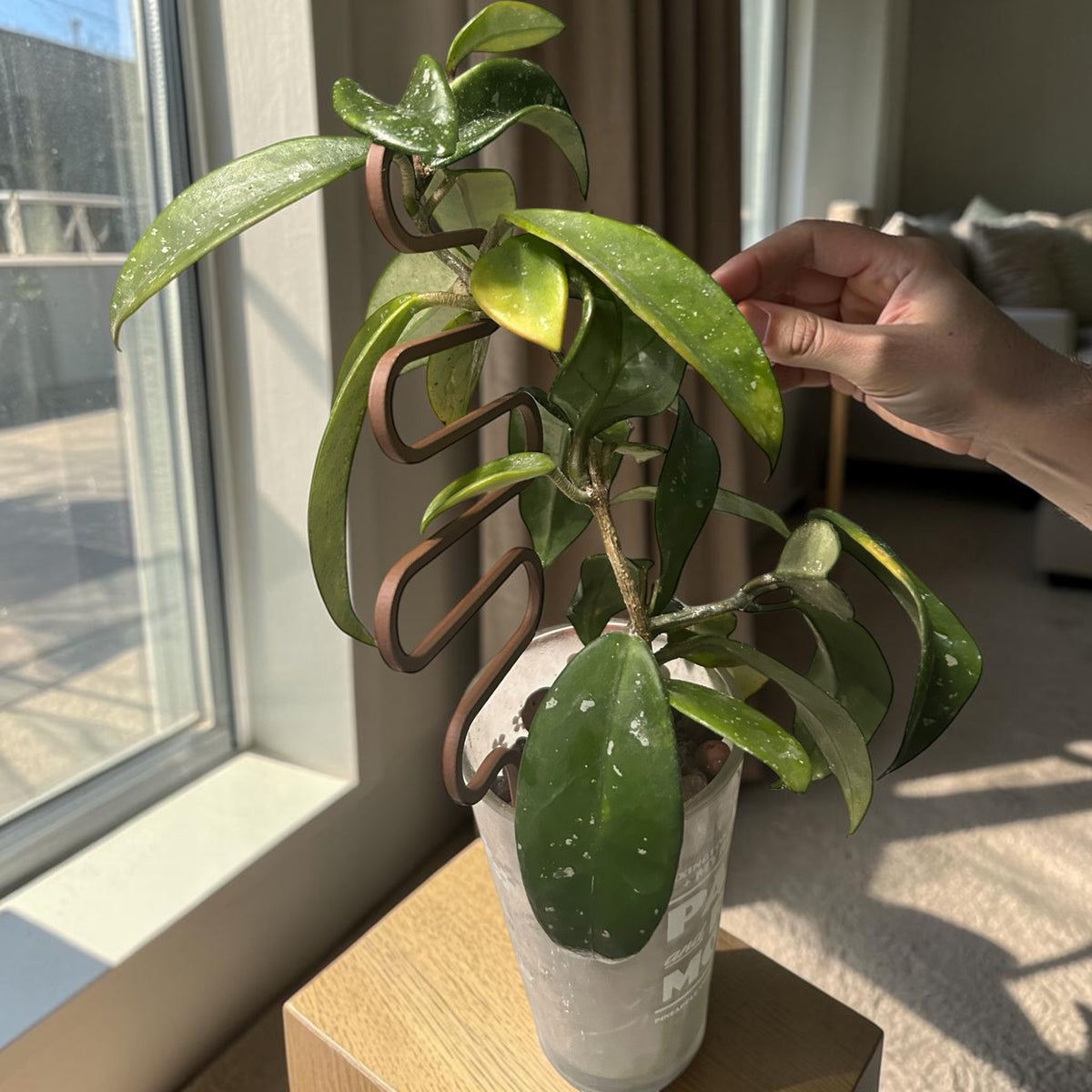 Squiggle Plant Trellis