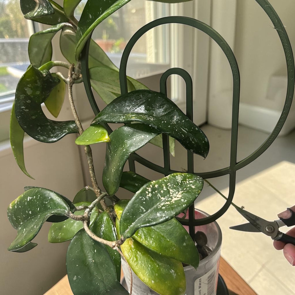Archway Plant Trellis
