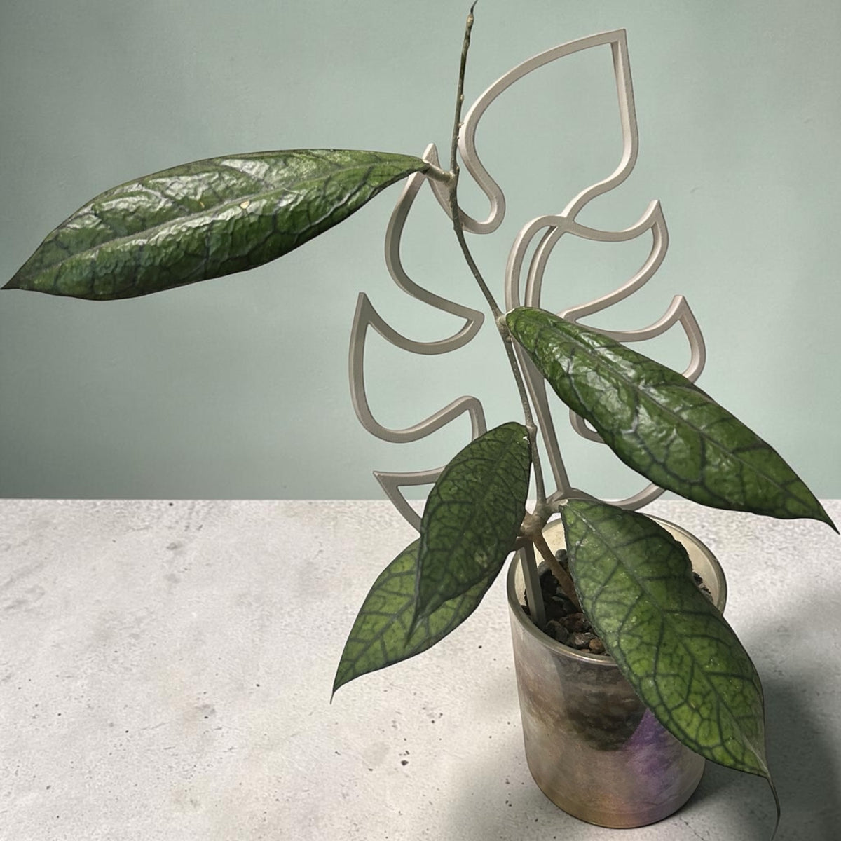 Monstera Leaf Plant Trellis