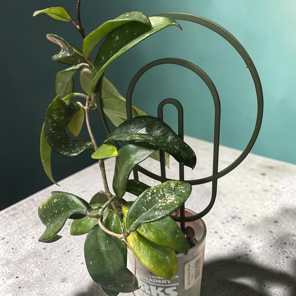 Archway Plant Trellis