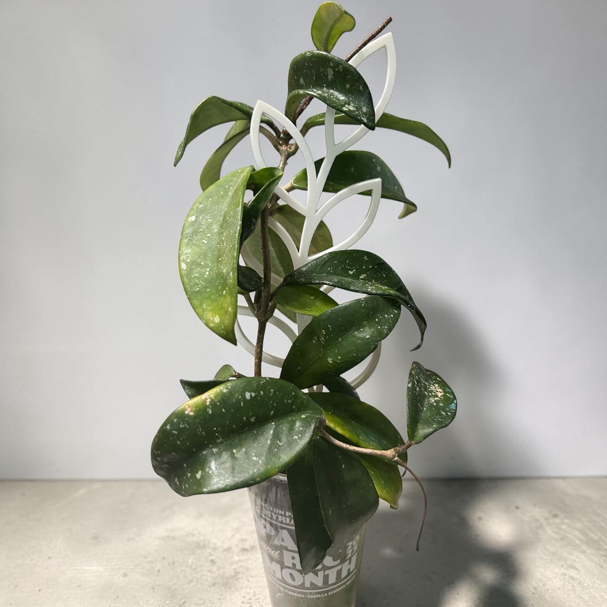 Leafy Vine Plant Trellis