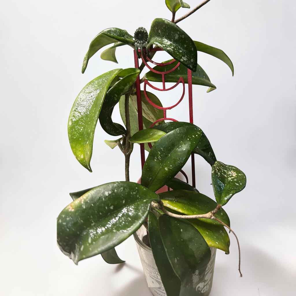 Moon Phase Plant Trellis