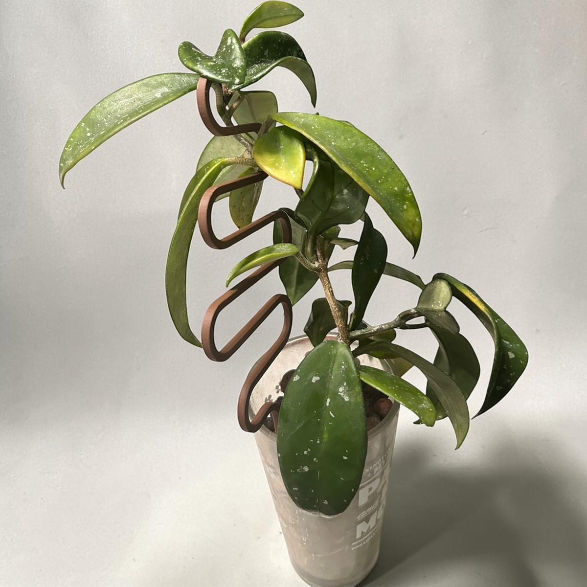 Squiggle Plant Trellis